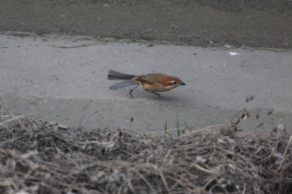 モズ　ダッシュ