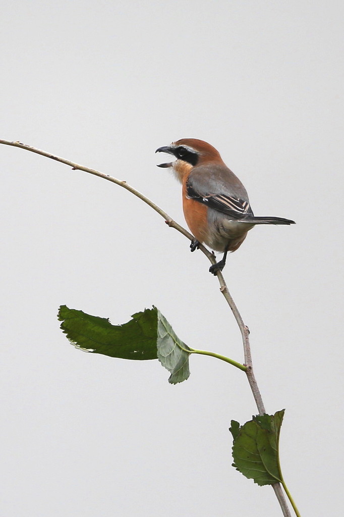 百舌の高鳴き　　オスモズが帰ってきた～～