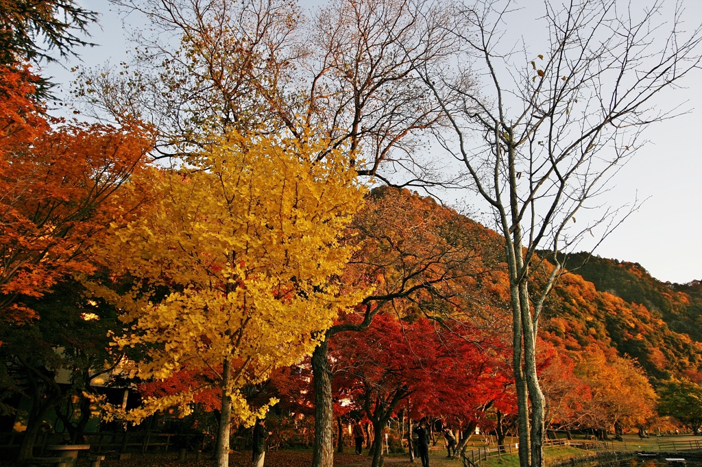 紅葉　桃太郎公園６