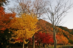 紅葉　桃太郎公園６