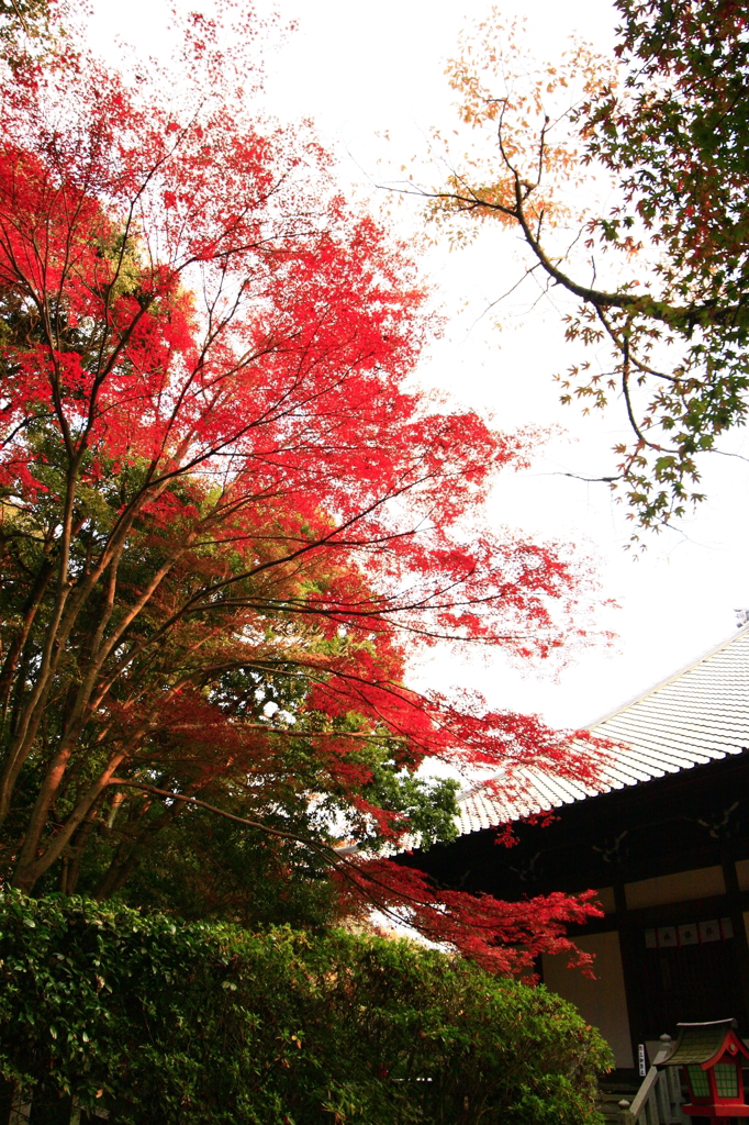 寂光院　少し早めの