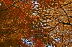 紅葉　桃太郎公園２