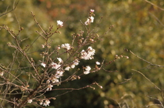 寂光院　紅葉の中の桜３