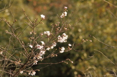 寂光院　紅葉の中の桜３