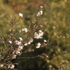 寂光院　紅葉の中の桜３