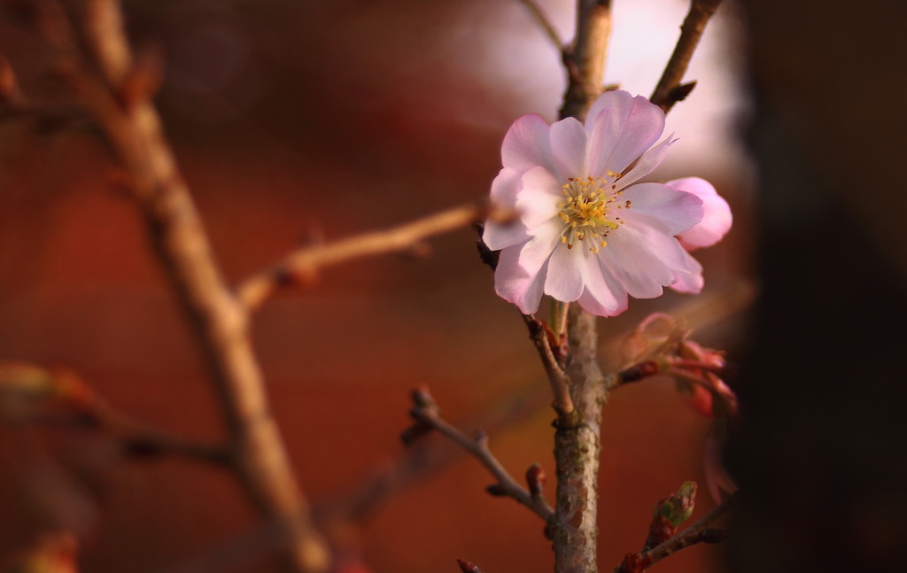 寂光院　紅葉の中の桜　２