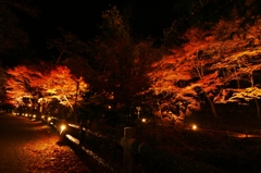 紅葉　岩屋堂公園3