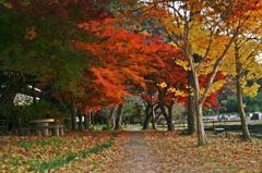 紅葉　桃太郎公園4