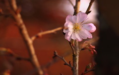 寂光院　紅葉の中の桜２