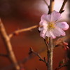 寂光院　紅葉の中の桜２