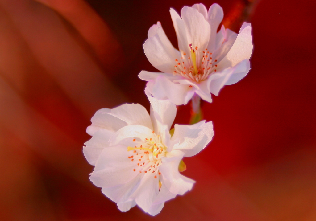 寂光院　紅葉の中の桜１