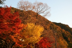 紅葉　桃太郎公園5