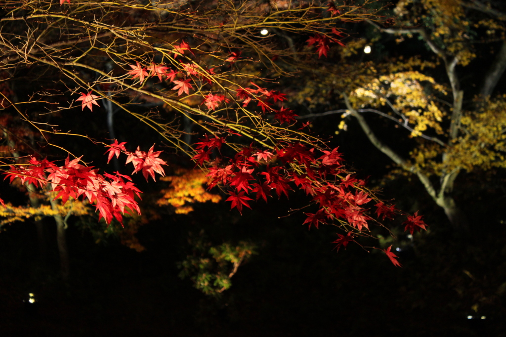 紅葉