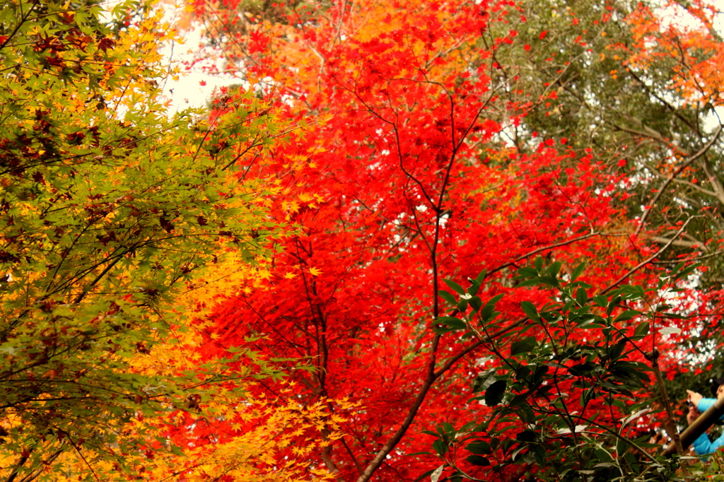 色とりどりの紅葉