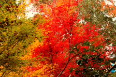 色とりどりの紅葉