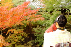 恋紅葉