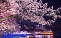 夜桜