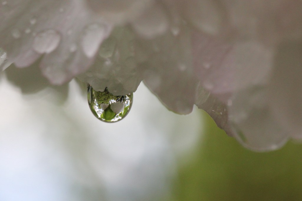 水中花