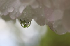 水中花