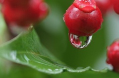 雨に濡れる万両