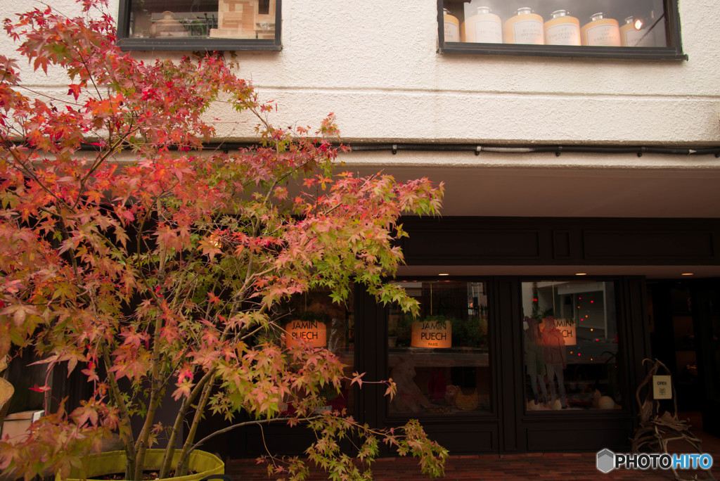 ショップの紅葉