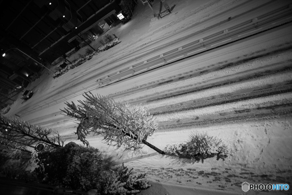 東京の雪