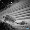 東京の雪