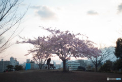 公園の桜