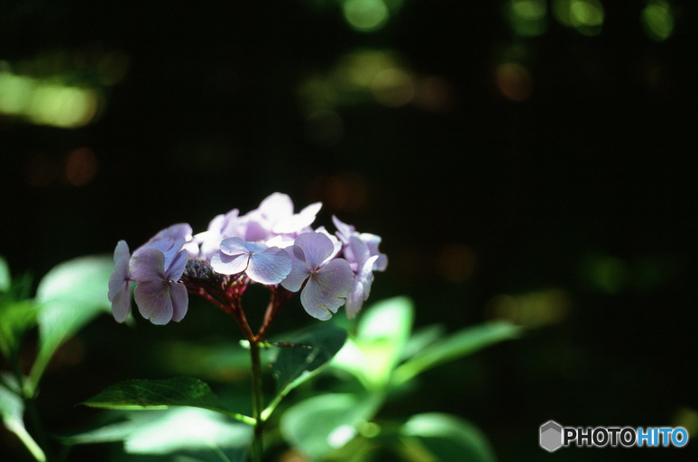 紫陽花