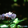 紫陽花