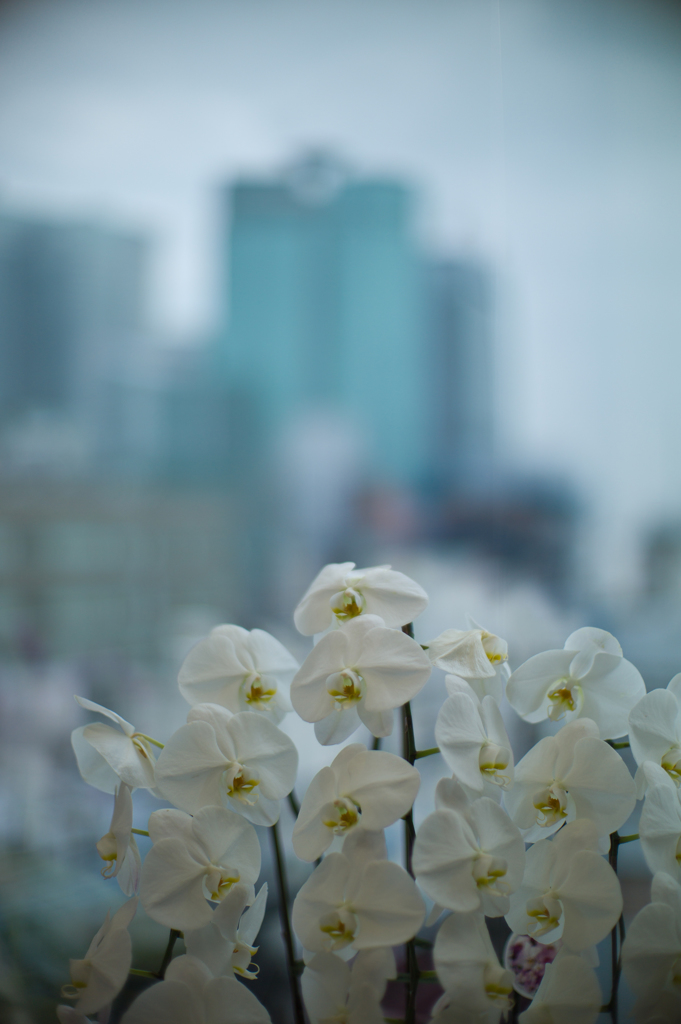 orchid