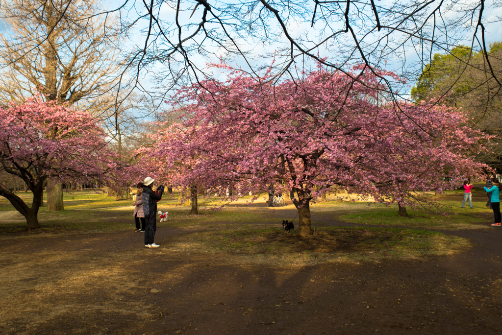 河津桜