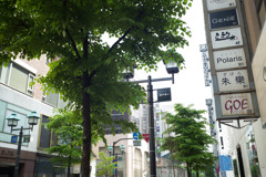 並木通り新緑