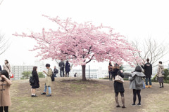 一本桜