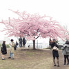 一本桜