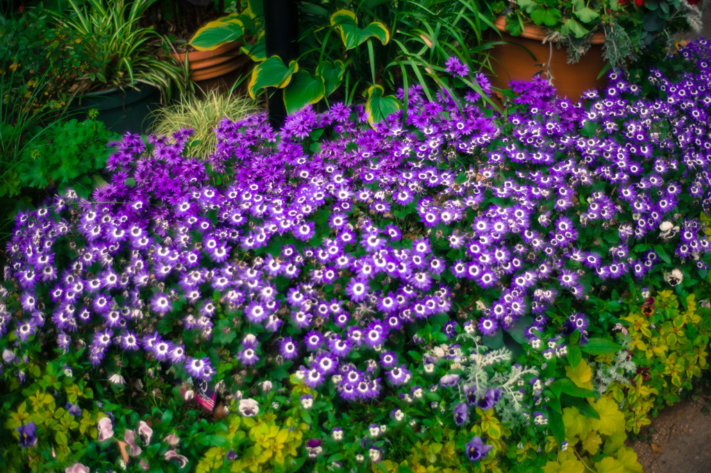 purple
