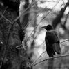 烏の鳴かぬ日はあっても・・・