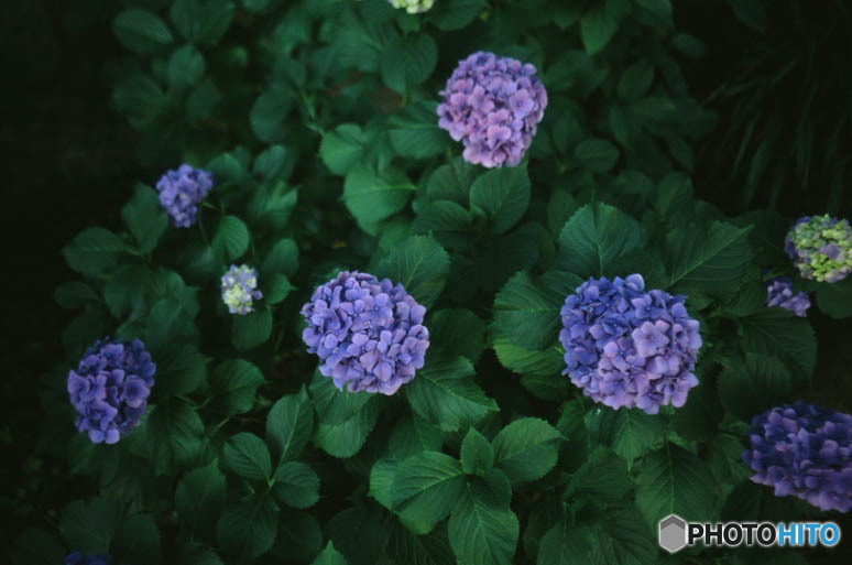 紫陽花