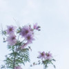 皇帝ダリア1