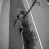 犬の散歩