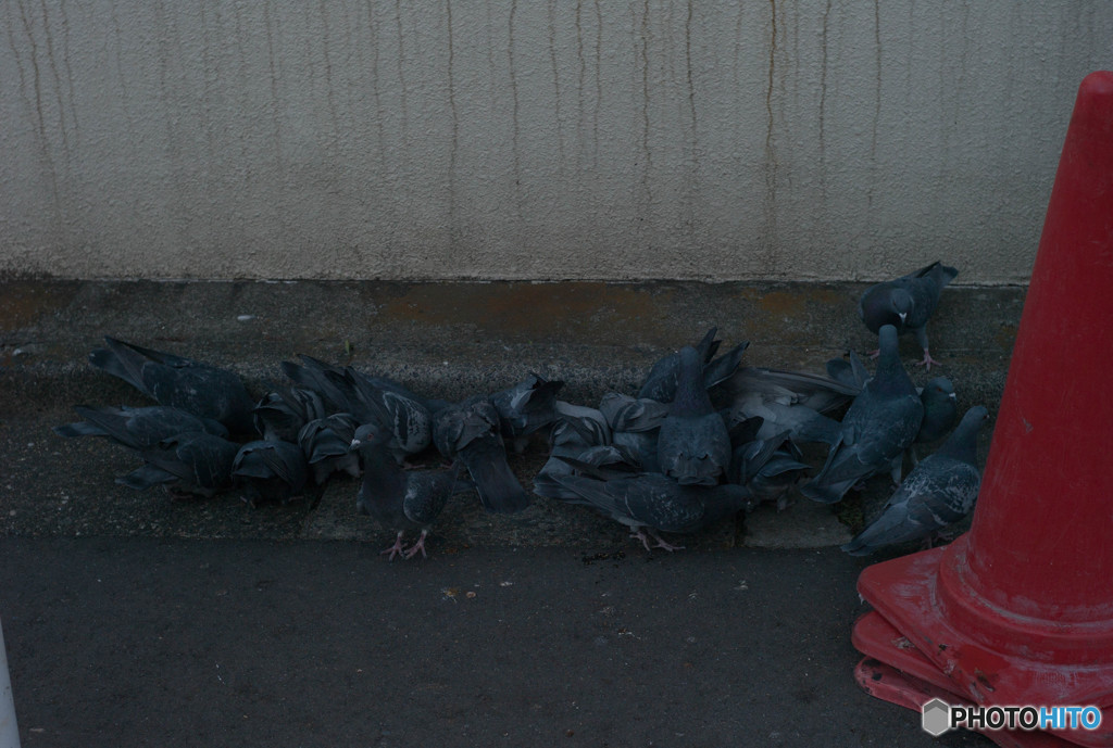 鳩の群れ
