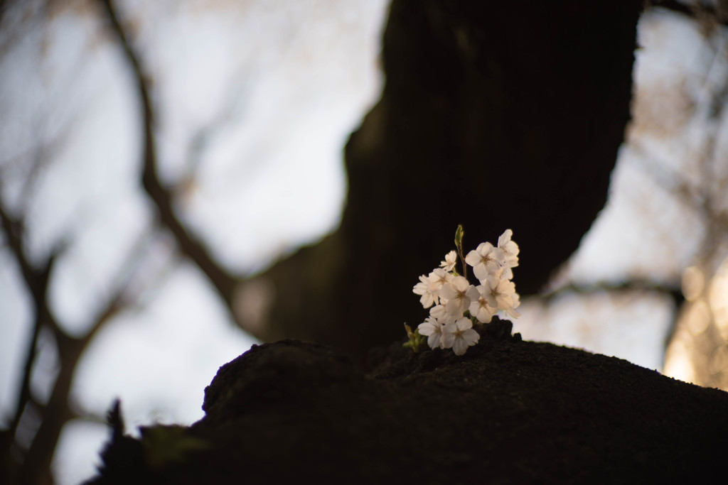 幹の桜