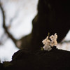 幹の桜