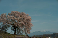 わに塚の桜