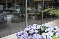 shop
