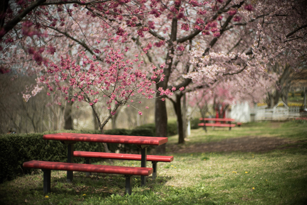 ベンチと桜