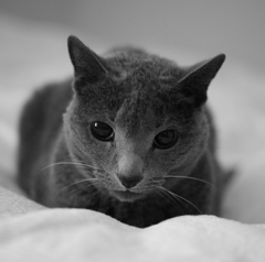 我が家の老猫