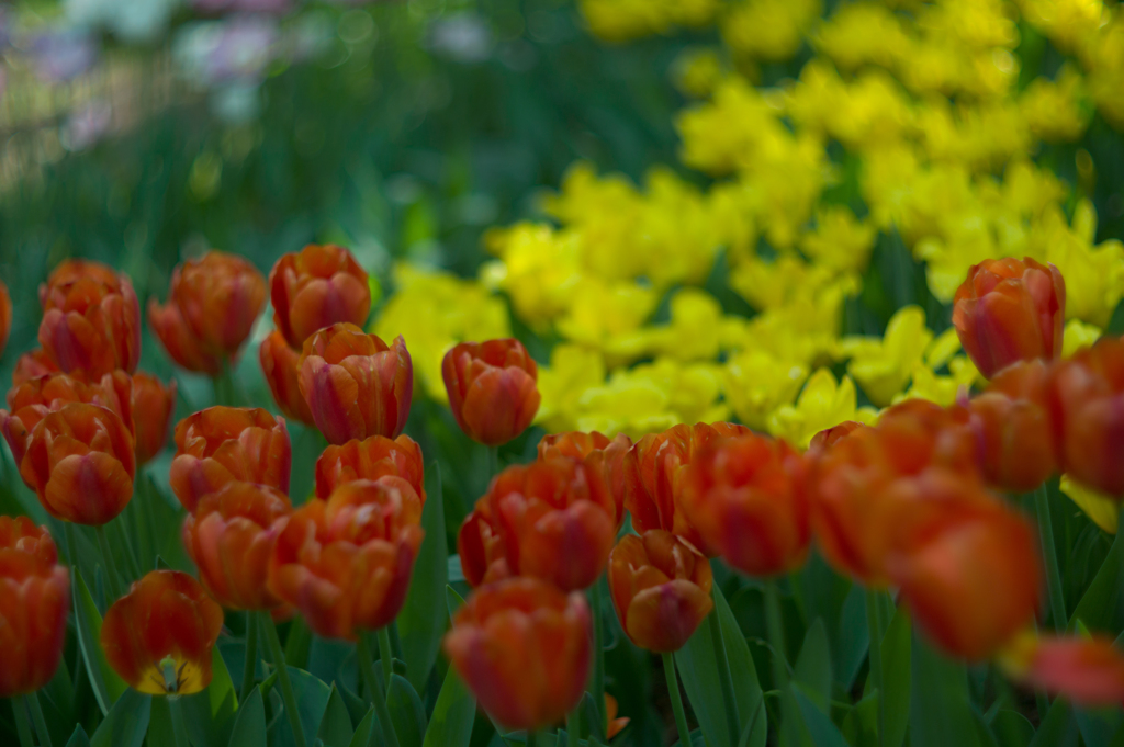 tulip