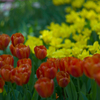 tulip