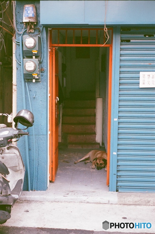 台北の犬